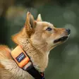 Jalen puolikiristävä kaulapanta 50 mm, oranssi - Puolikiristävät pannat - 27625 - 3