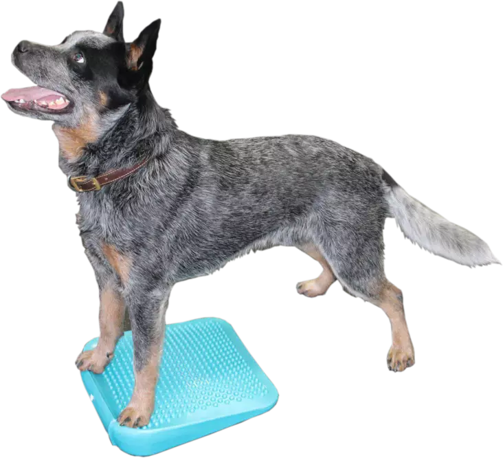 Fitpaws Ramp koiran tasapainolauta - Jumppa- ja tasapainovälineet - 23475 - 1