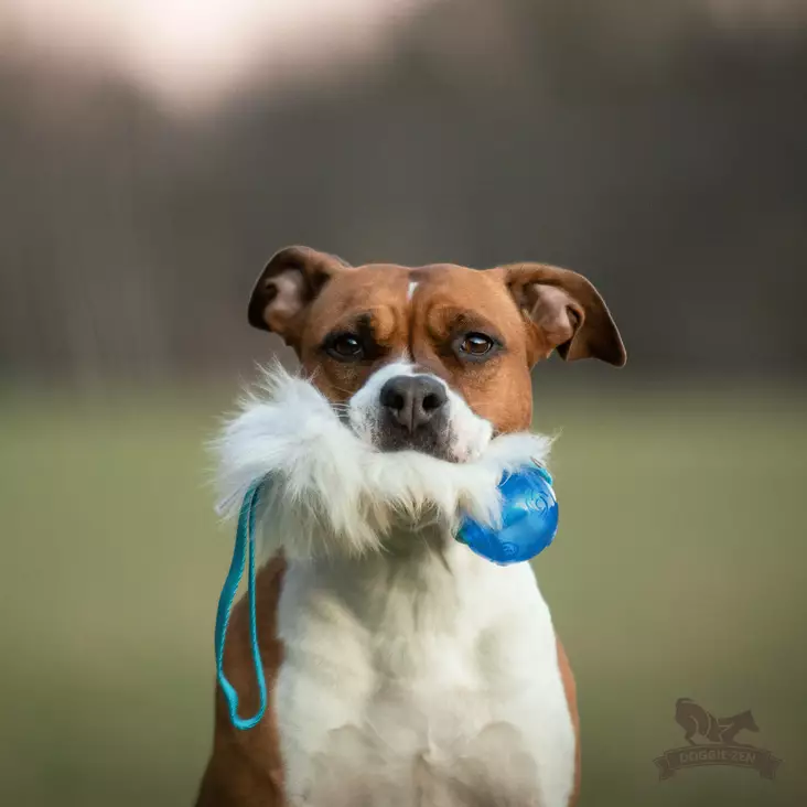 Pocket Sheepskin lampaankarva vetolelu Kong Squeezz Ball - Saalis- ja vetolelut - 44675 - 1