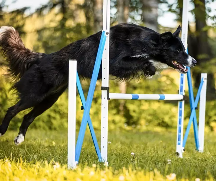 Taittuva Agilityhyppy - Agility ja hoopers - 23385 - 1