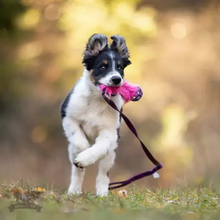 Doggie-Zen Bungee Fake Fur Chaser Tug S with Hol-ee Roller XS - Saalis- ja vetolelut - 42026 - 2