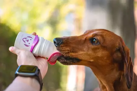 Roll-On koiran palkkaustuubi Doggyroller - Palkitsemistarvikkeet - 004516 - 1