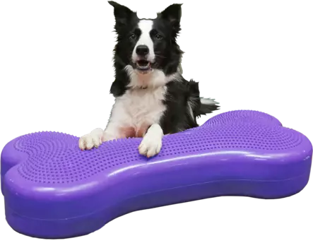 Fitpaws ison koiran tasapainotyyny - Jumppa- ja tasapainovälineet - 002506 - 1