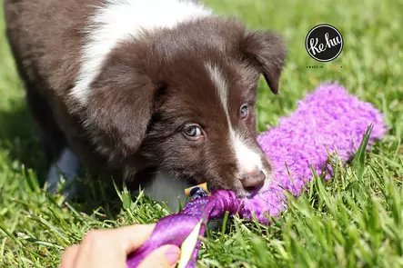 Ke-hu Plätkä - Saalis- ja vetolelut - 101826 - 4