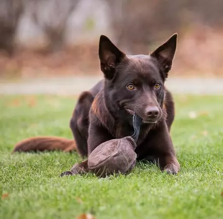 Nahkakiekko kahvalla 11 cm - Narupallot ja pallot - 6756 - 2
