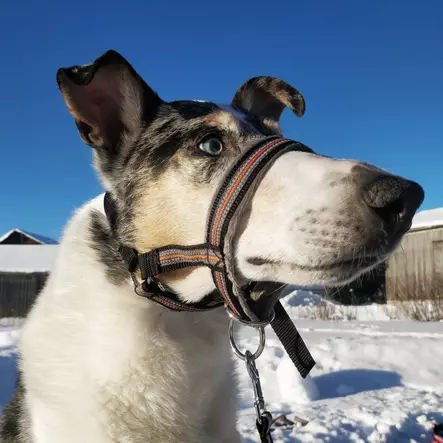 Roiti pehmustettu kuonopanta - Kuonopannat - 003376 - 2