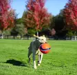 Chuckit! Kick and Fetch Ball - Pallot ja narupallot - 004506 - 3