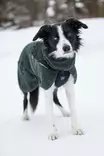 Non-stop Wool Dog Jacket koiran takki - Takit ja manttelit - 004336 - 8