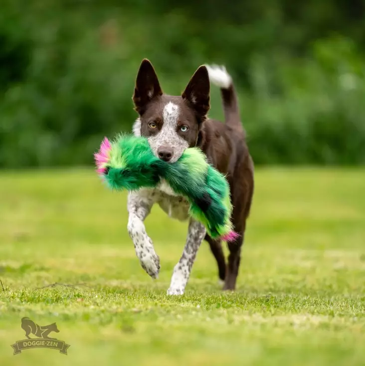 Crinkle Cactus rapiseva tekoturkislelu - Saalis- ja vetolelut - 29226 - 1