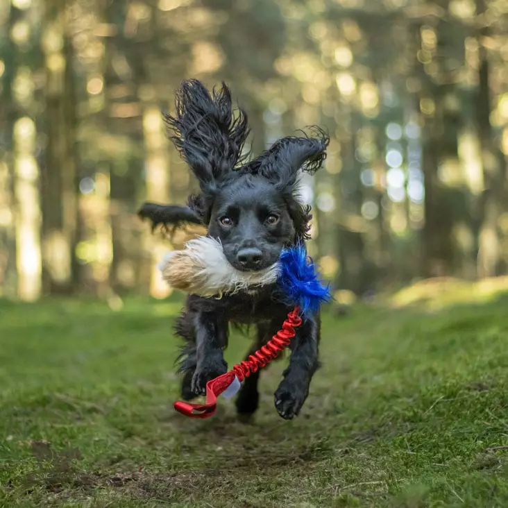 doggie-zen vetolelu - Saalis- ja vetolelut - 44666 - 1