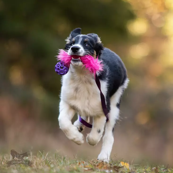 Doggie-Zen Bungee Fake Fur Chaser Tug S with Hol-ee Roller XS - Saalis- ja vetolelut - 42026 - 1