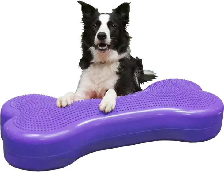 Fitpaws ison koiran tasapainotyyny - Jumppa- ja tasapainovälineet - 002506 - 1