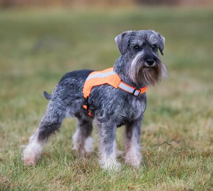 Heijastinliivi pienille koirille ja kissoille - Huomioliivit ja heijastimet - 23766 - 1