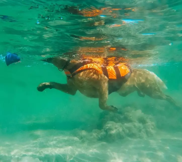 Non-Stop Safe Life Jacket 2.0 koiran pelastusliivi - Pelastusliivit - 004536 - 1