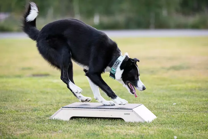 Wooddog Speedy target, korkea - Jumppa- ja tasapainovälineet - 003546 - 1