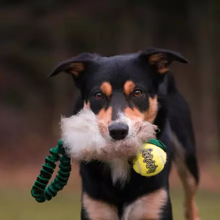 doggie-zen lammasvetolelu - Saalis- ja vetolelut - 44667 - 1
