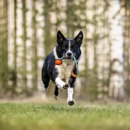 Chuckit! Fetch Ball Bungee Monkey vetolelu - Narupallot ja pallot - 29447 - 2