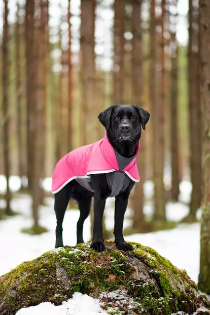 Sportti pomppa softshell takki koiralle - Takit ja manttelit - 29077 - 2