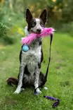 Pitkä treenilelu koiralle - Saalis- ja vetolelut - 20577 - 3