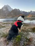 Non-Stop Dogwear Ramble koiran säädettävä valjas, violetti - Koiran valjaat - 50127 - 4