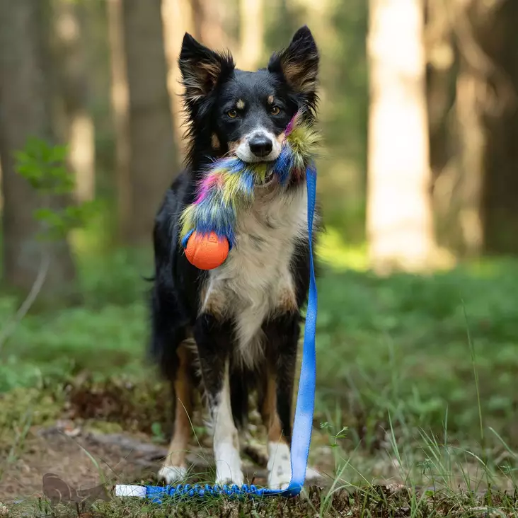 Saalislelu koiralle - Saalis- ja vetolelut - 20577 - 1