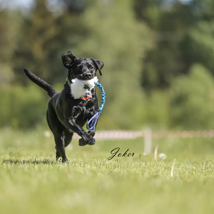 Joker-vetolelu pallolla ja lampaankarvalla - Aitoa karvaa sisältävät lelut - 003807 - 1