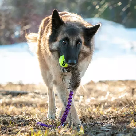 Bungee Beaver Tug with KONG Air Squeaker Ball - Saalis- ja vetolelut - 20508 - 2