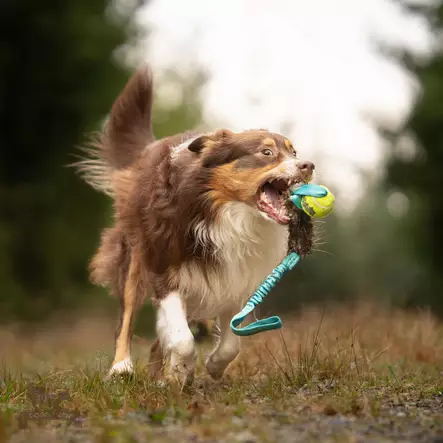 Bungee Beaver Tug with KONG Air Squeaker Ball - Saalis- ja vetolelut - 20508 - 1