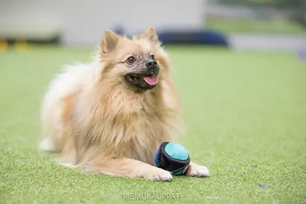 Namipallo + Huima-treenimakkarat - Palkitsemistarvikkeet - 26710 - 1