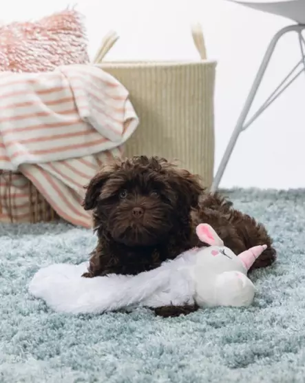 Raatolelu Flatino Yksisarvinen - Pehmolelut - 004788 - 2