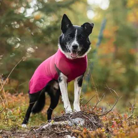 Kotimainen merinovillapaita koiralle - Neuleet ja pusakat - 20248 - 1