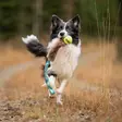 Bungee Beaver Tug with KONG Air Squeaker Ball - Saalis- ja vetolelut - 20508 - 4