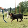 Bungee Chaser Tug Kong Air lampaankarvalla - Aitoa karvaa sisältävät lelut - 20578 - 2