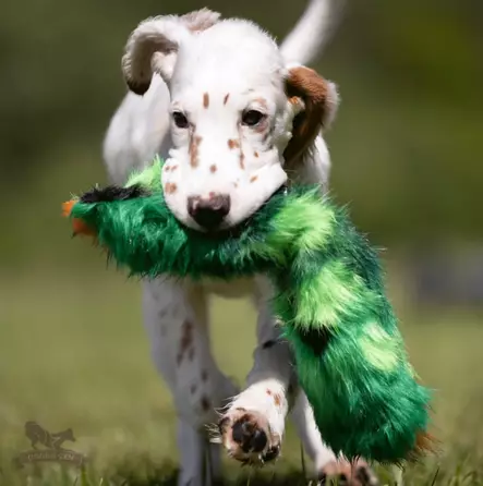 Squeaker Cactus vinkuva tekoturkislelu - Saalis- ja vetolelut - 29229 - 2