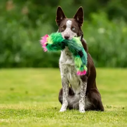 Squeaker Cactus vinkuva tekoturkislelu - Saalis- ja vetolelut - 29229 - 1