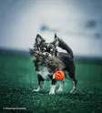 Raccoon Tail with Chuckit Air, pieni - Saalis- ja vetolelut - 20509 - 2