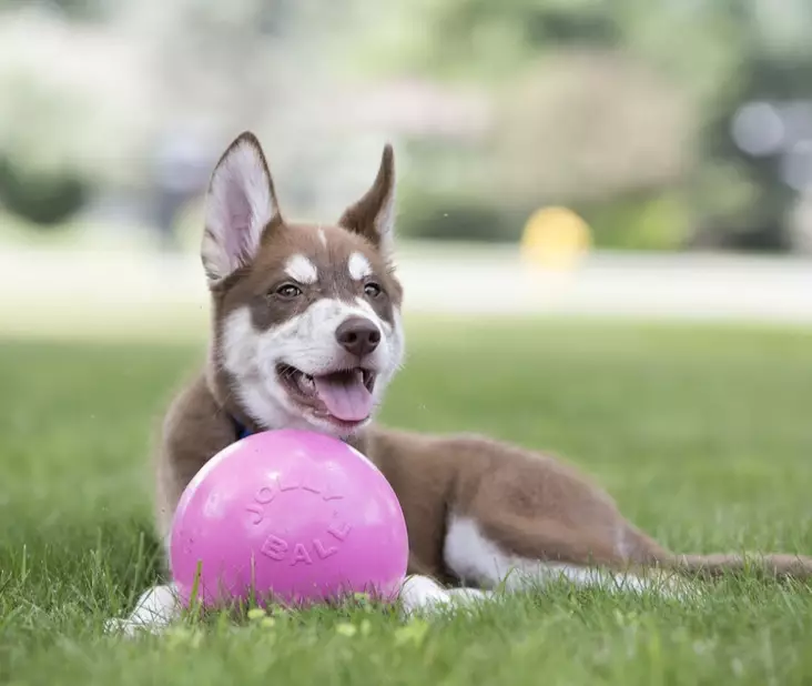 Jolly Ball Bounce-n Play kumipallo 15 cm - Pallot ja narupallot - 004869 - 1