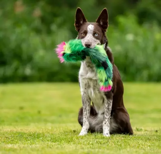 Squeaker Cactus vinkuva tekoturkislelu - Saalis- ja vetolelut - 29229 - 1
